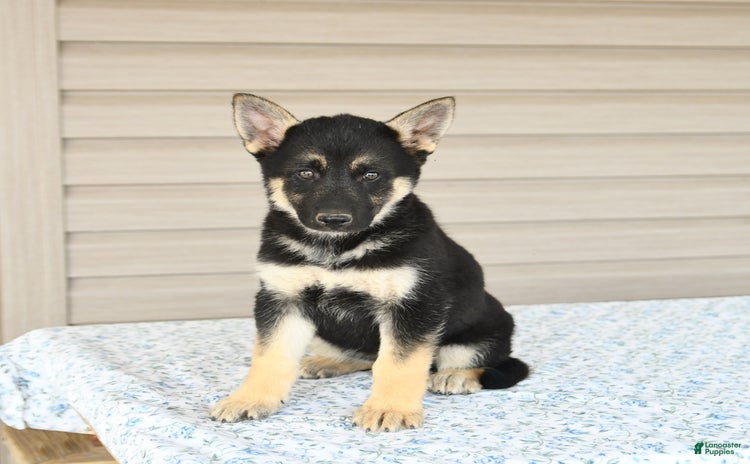 Gerberian Shepsky dogs for sale - Ad 5