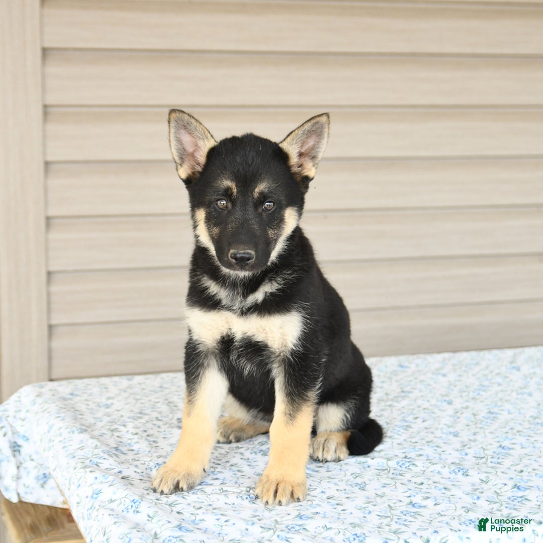 Gerberian Shepsky dogs for sale: Jemma - Image 1