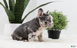 French Bulldog dogs for sale: Peyton - Image 11