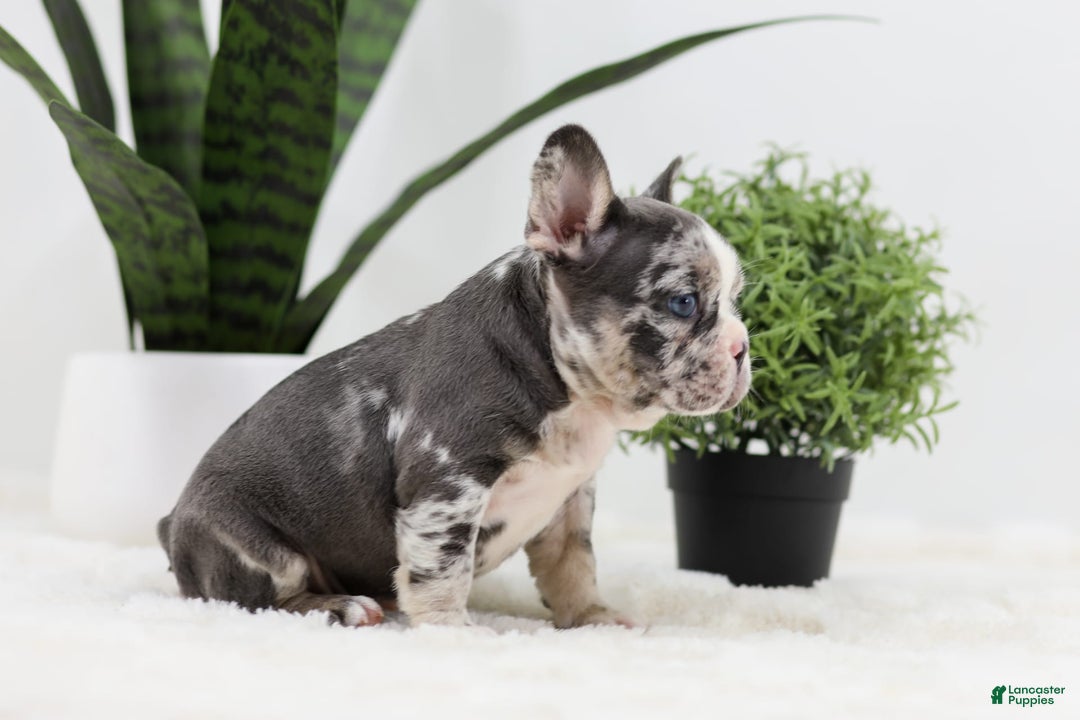 French Bulldog dogs for sale: Peyton - Image 11