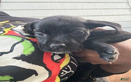 Cane Corso dogs for sale: Pepper - Image 1