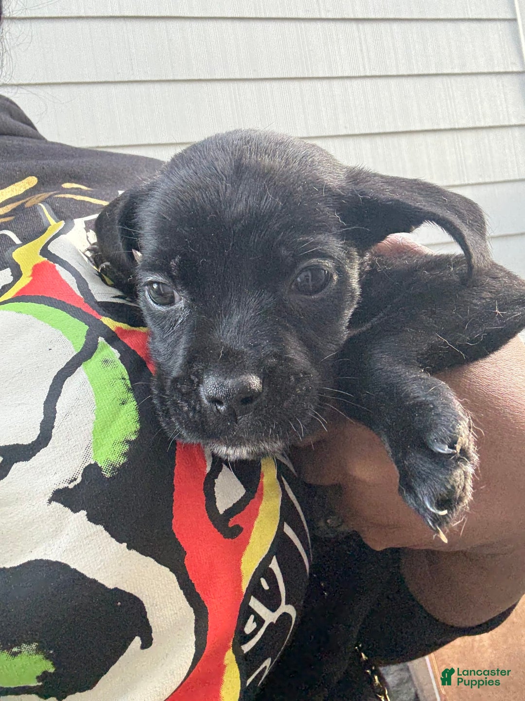 Cane Corso dogs for sale: Pepper - Image 1