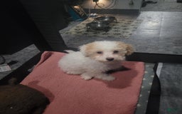 Toy Poodle dogs for sale: Nala - Image 3