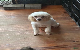 Maltipoo dogs for sale: Trixie - Image 2
