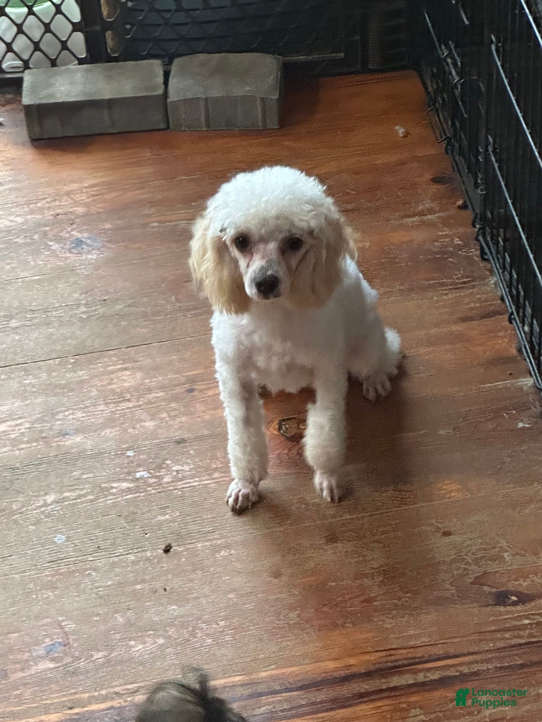 Maltipoo dogs for sale: Trixie - Image 2