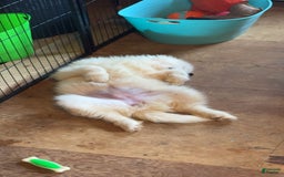Alaskan Malamute dogs for sale: Evangeline - Image 7