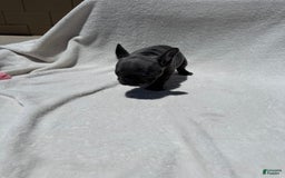 French Bulldog dogs for sale: Kitana - Image 5