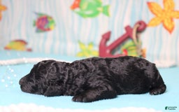 Mini Bernedoodle dogs for sale: Peter - Image 8