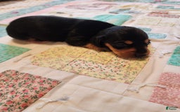 Miniature Dachshund dogs for sale: Perry - Image 15