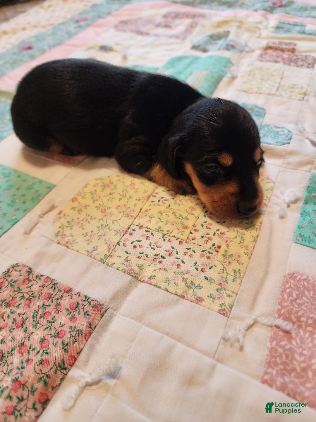 Miniature Dachshund dogs for sale: Perry - Image 15