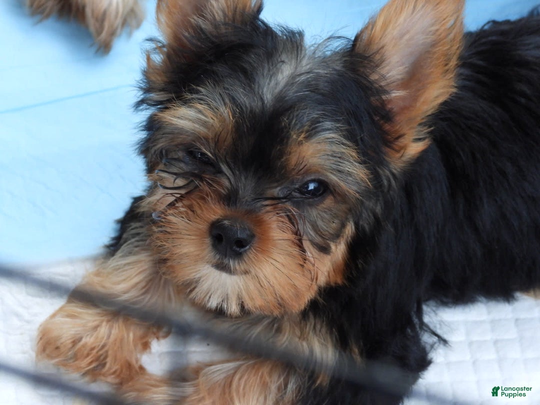 Yorkshire Terrier dogs for sale: Tt - Image 18