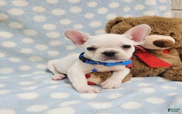 French Bulldog dogs for sale: Fido - Image 25