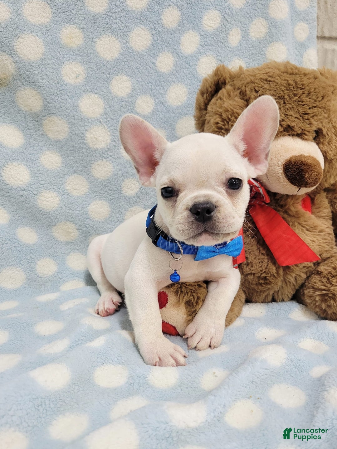 French Bulldog dogs for sale: Fido - Image 25