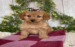 Doxiepoo dogs for sale: Dena - Image 6