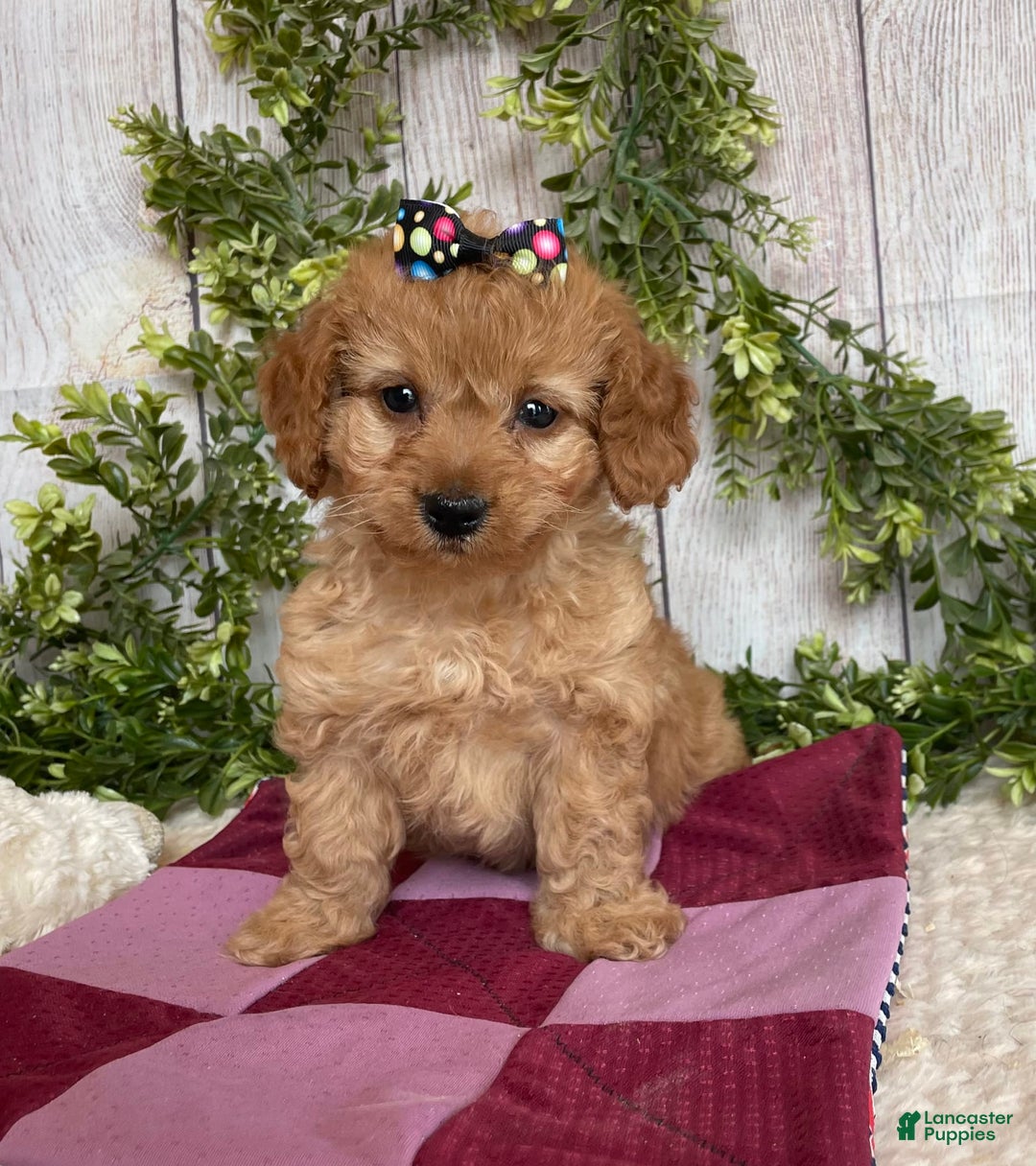 Doxiepoo dogs for sale: Dena - Image 6