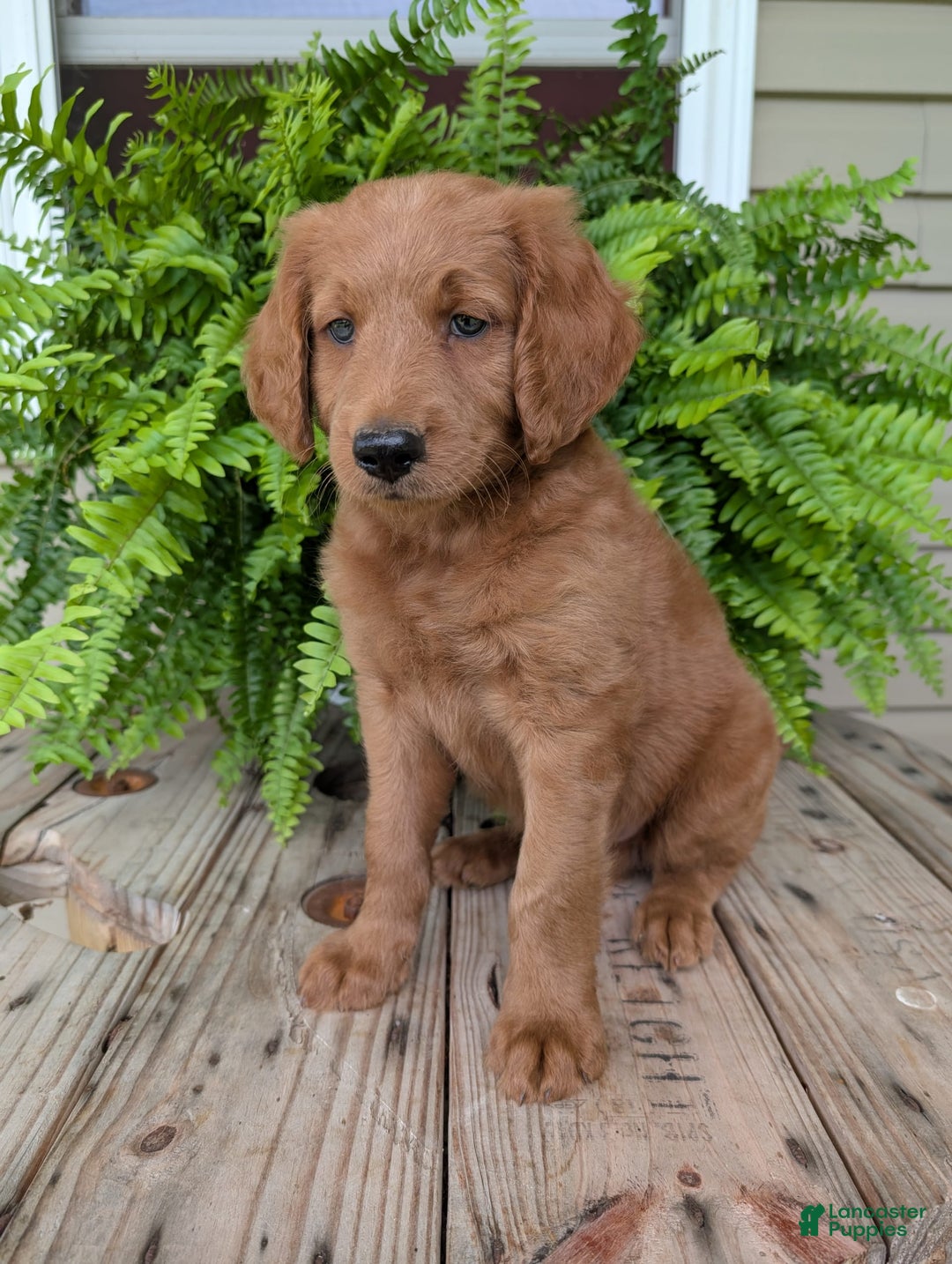 Goldendoodle dogs for sale: Flip - Image 31