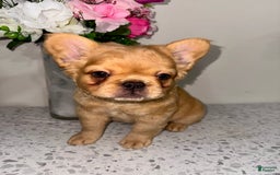 French Bulldog dogs for sale: King Fluffy Frenchie - Image 2