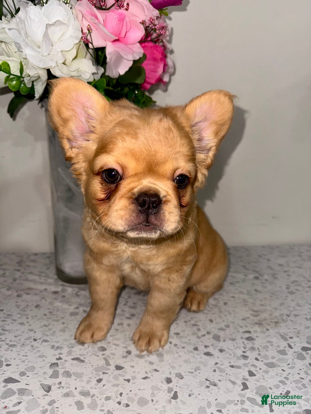 French Bulldog dogs for sale: King Fluffy Frenchie - Image 2