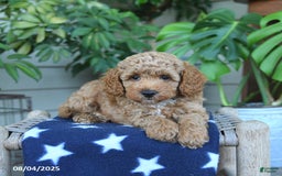 Miniature Poodle dogs for sale: Wyatt - Image 3