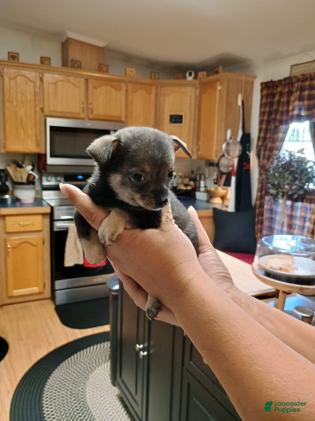 Chihuahua dogs for sale: Chihuahua 4 puppies - Image 14