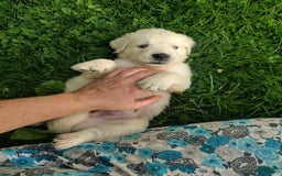 Golden Retriever dogs for sale: Pebbles - Image 15