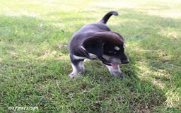 Siberian Husky dogs for sale: Edgar - Image 1