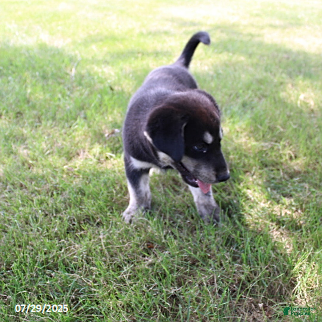 Siberian Husky dogs for sale: Edgar - Image 1