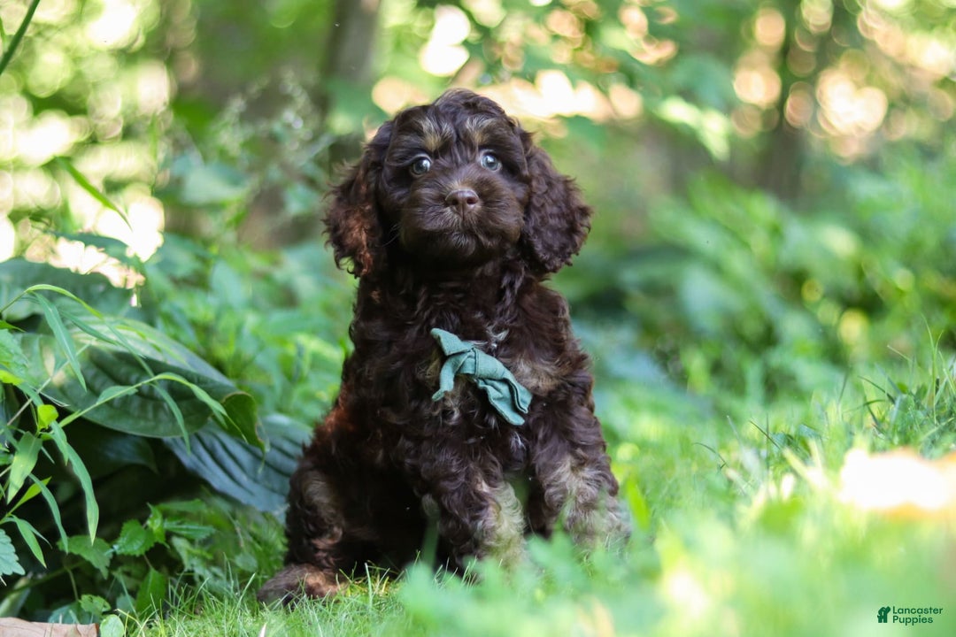 Cockapoo dogs for sale: Bruno - Image 6