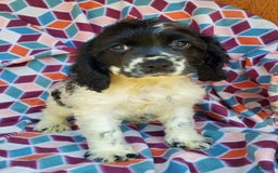 Cocker Spaniel dogs for sale: Nash - Image 2