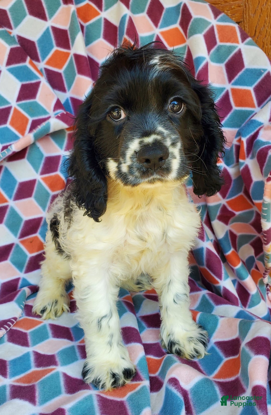 Cocker Spaniel dogs for sale: Nash - Image 2