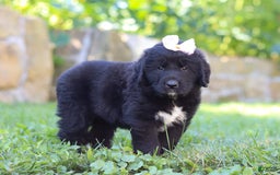 Newfoundland dogs for sale: Luna - Image 6