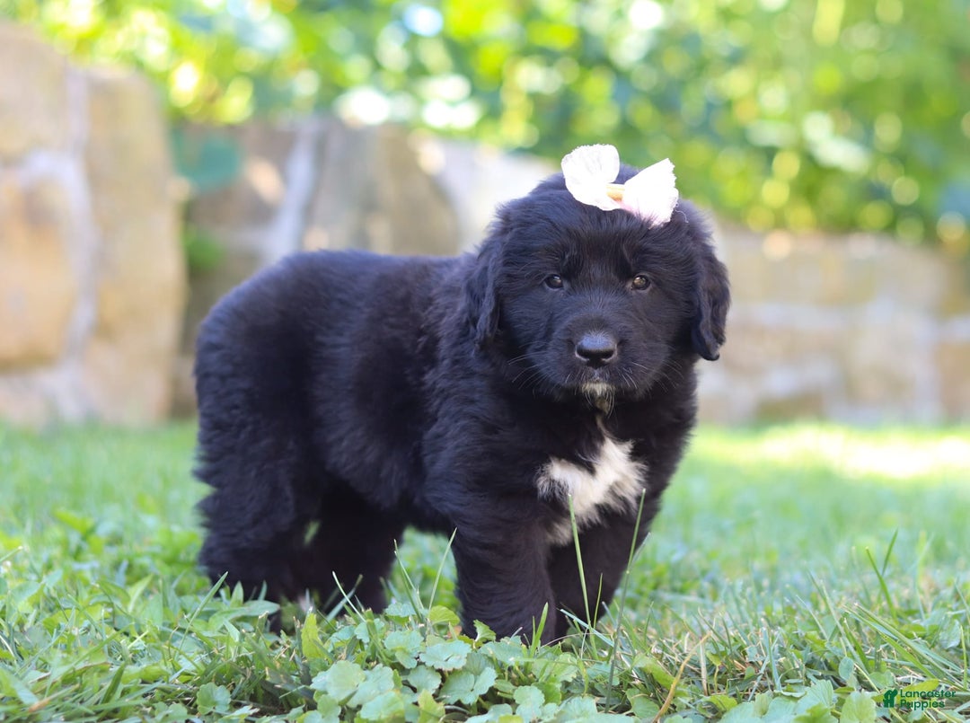 Newfoundland dogs for sale: Luna - Image 6