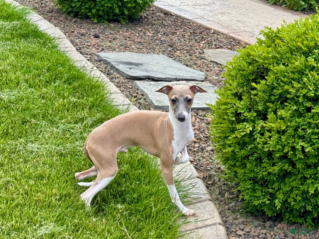 Italian Greyhound dogs for sale: Gerald - Image 15