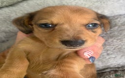 Miniature Dachshund dogs for sale: Baby Cosmo - Image 1