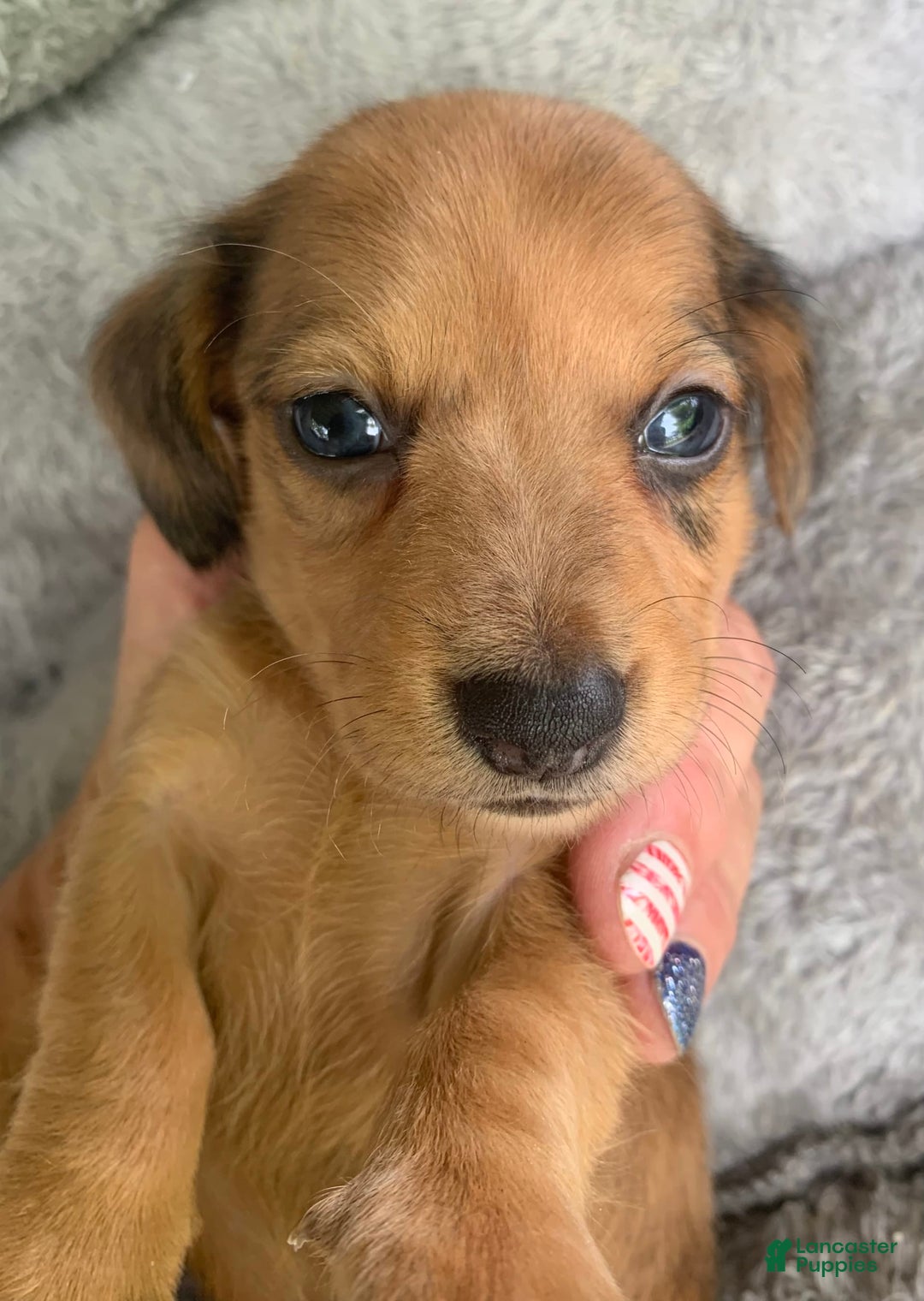 Miniature Dachshund dogs for sale: Baby Cosmo - Image 1
