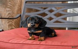 Miniature Dachshund dogs for sale: Bucky - Image 2