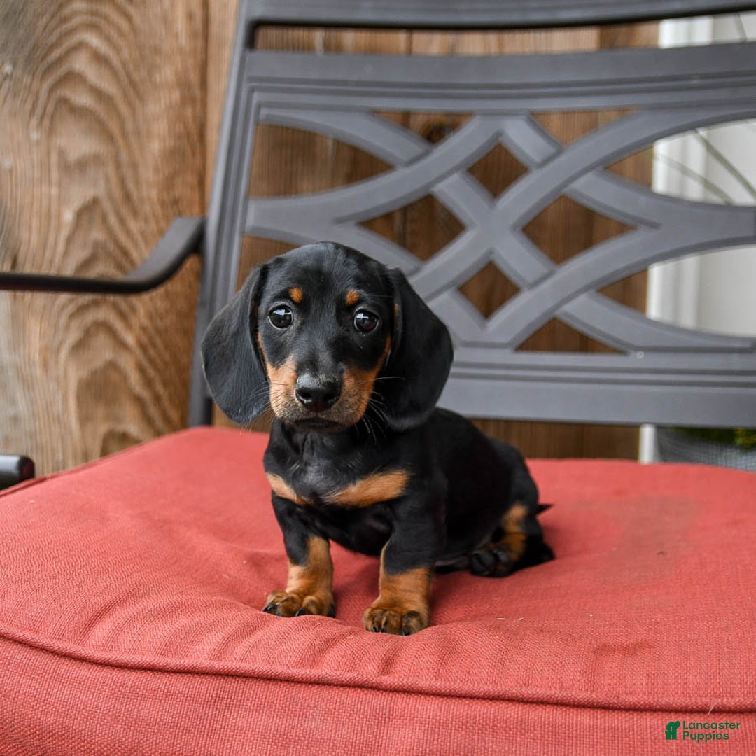 Miniature Dachshund dogs for sale: Bucky - Image 2