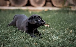 Goldador dogs for sale: Blue - Image 1