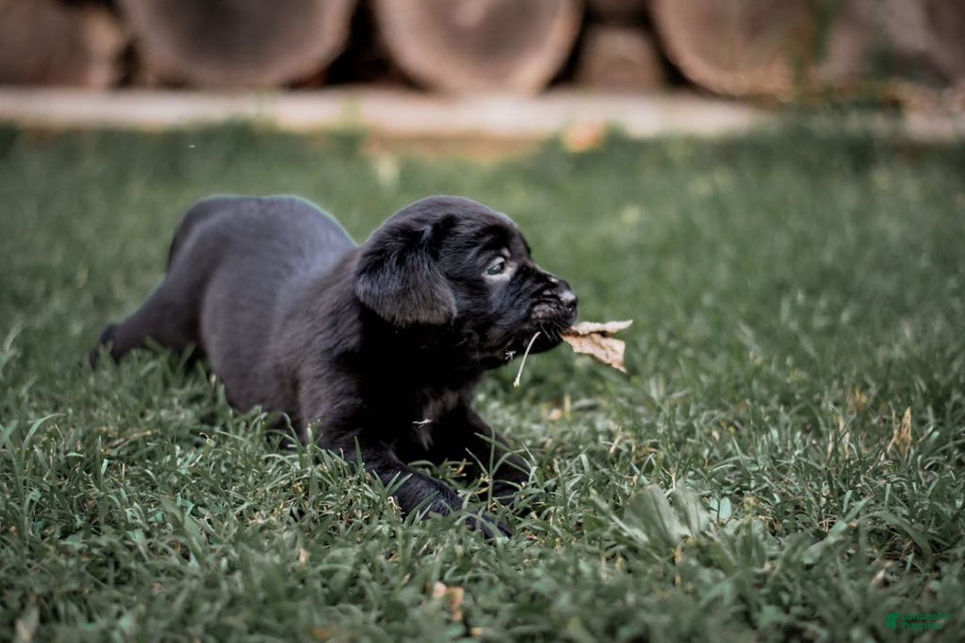 Goldador dogs for sale: Blue - Image 1