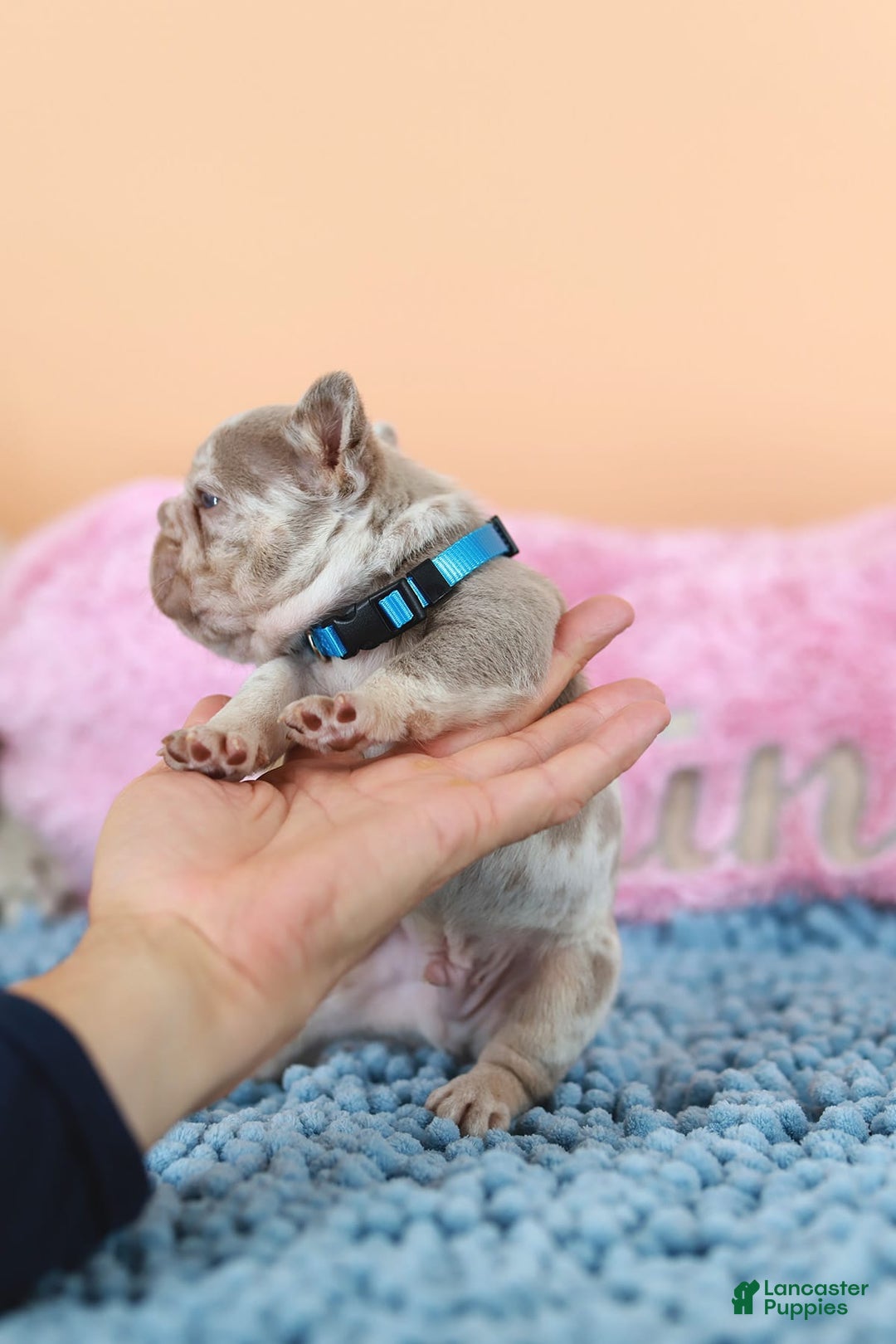 French Bulldog dogs for sale: Dante - Image 8