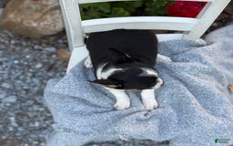 Chihuahua dogs for sale: Sprout - Image 5