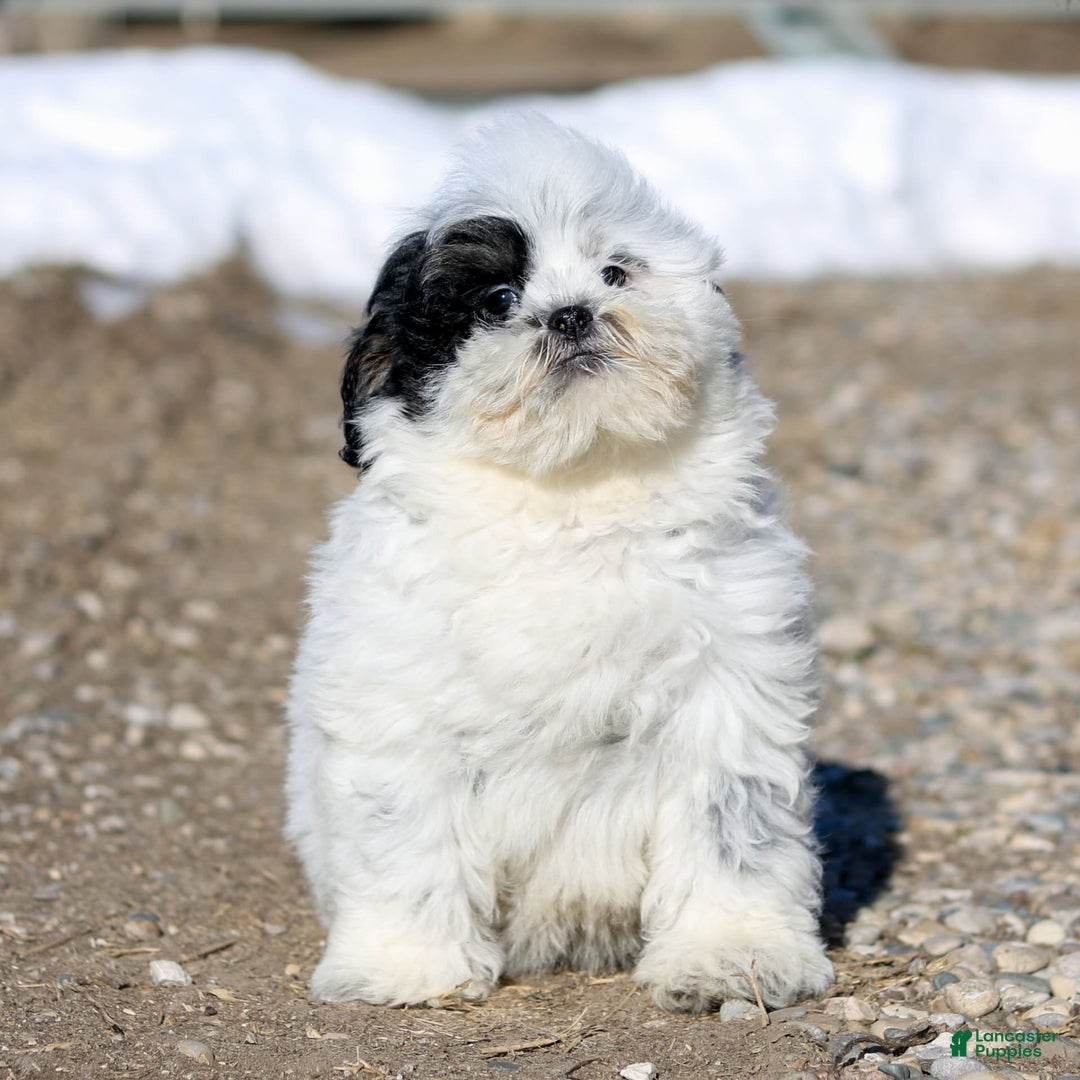 Shihpoo dogs for sale: Benny - Image 18