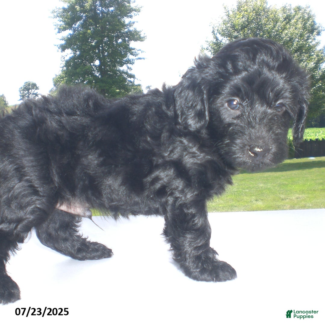 Yorkiepoo dogs for sale: Manny - Image 3