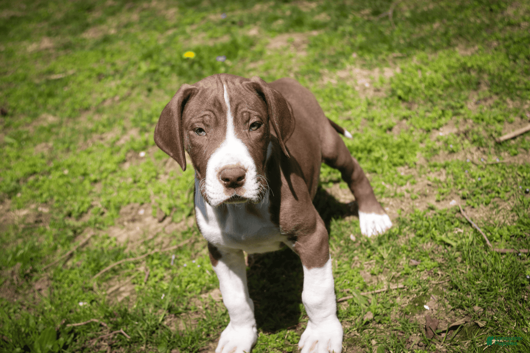 Great Dane dogs for sale: Jack - Image 17