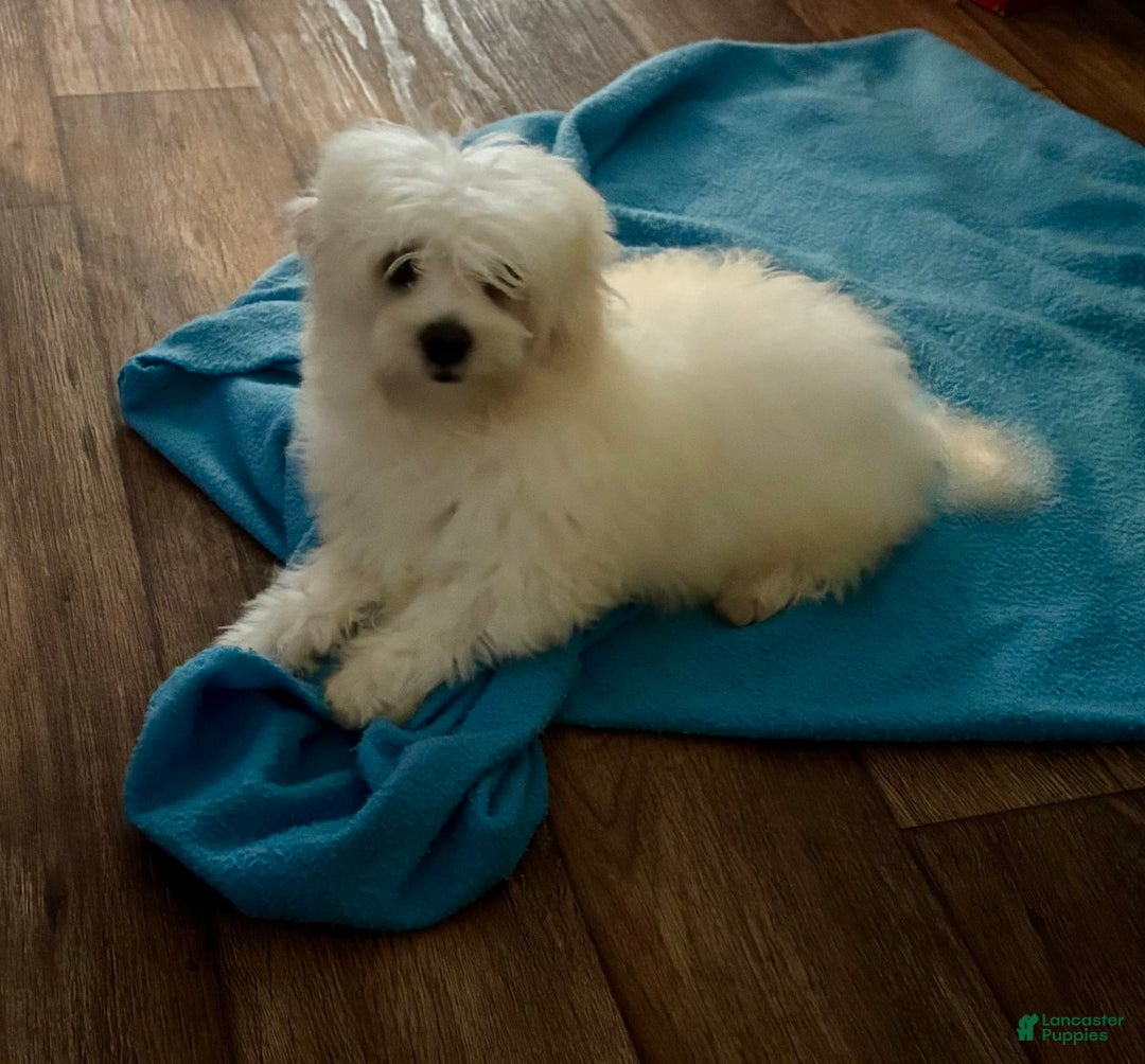 Maltipoo dogs for sale: Buddy - Image 6