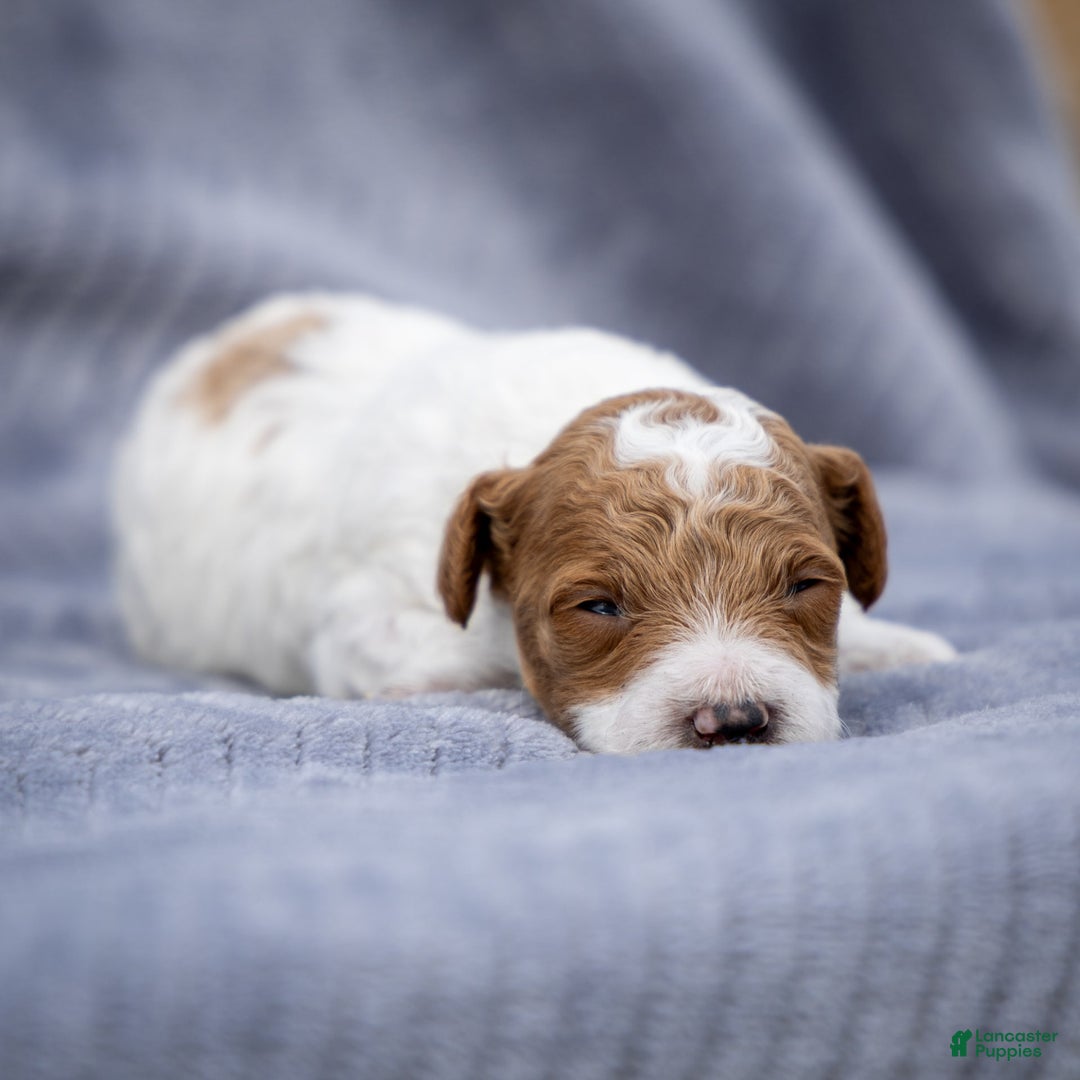 Toy Poodle dogs for sale: Rusty Scout - Image 1