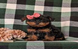 Shorkie dogs for sale: Camdyn Toy Size - Image 3