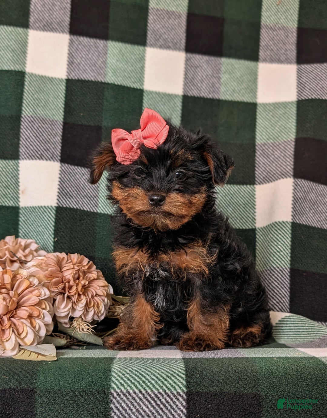 Shorkie dogs for sale: Camdyn Toy Size - Image 3