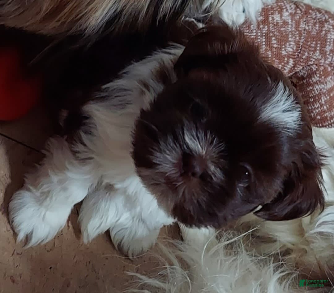 Malshi dogs for sale: Baby - Image 4