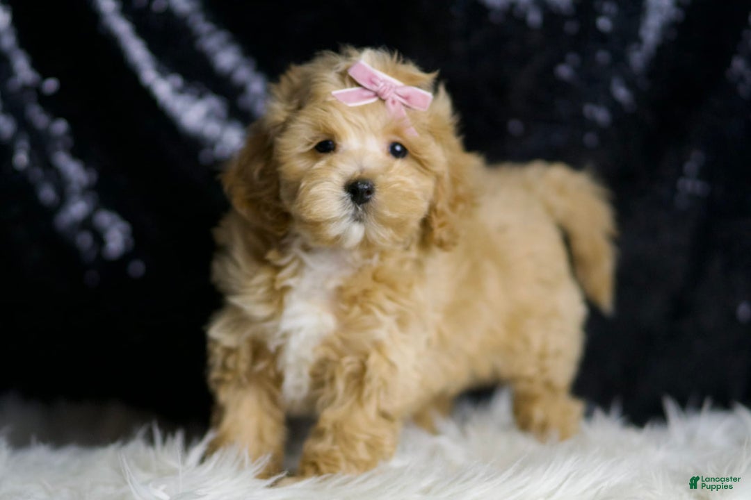 Maltipoo dogs for sale: Maltipoo 6 puppies - Image 4